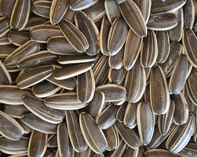 Raw Sunflower Seeds
